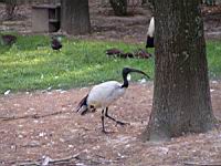 Ibis sacre, Threskiornis aethiopicus (Photo F. Mrugala) (01)